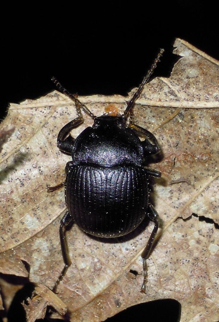 Geotrupidae? no, Tenebrionidae: Accanthopus velikensis